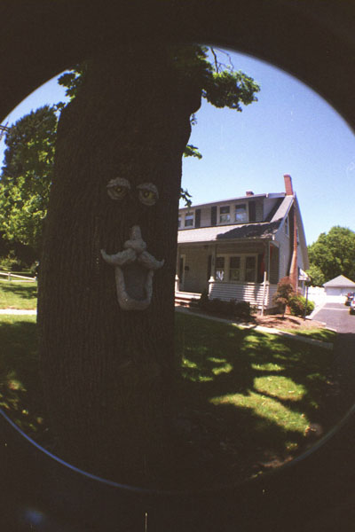 121224_lomo_fisheye2_superia400_treeface