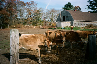 130422_lomo_xa2_portra160_cows_130130