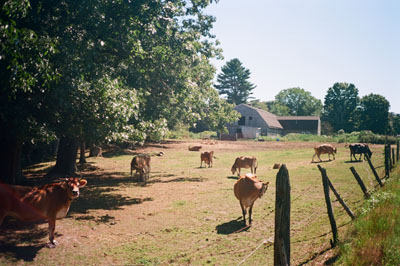 130520_lomo_af2_ektar100_cowsbarn_120925