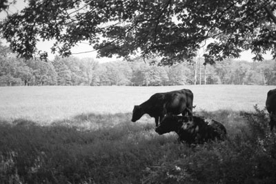 130826_lomo_af2_tmax100_cows_130628