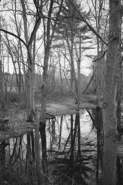 130923_lomo_xa2_kentmere400_waterforest_130628