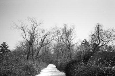 150101_lomo_xa2_bw400_creepytrees_140718