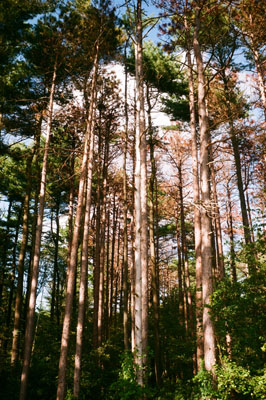 160601_lomo_trip_agfa200_talltrees_150918