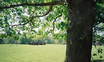 160801_lomo_xa2_lomo100_cowstree_140718