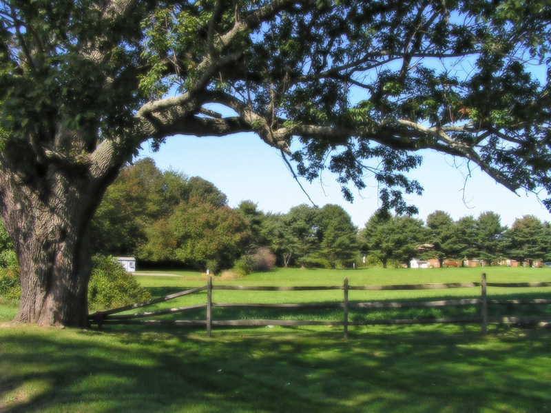 oldtree